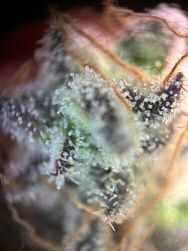 Growreport Bild 7