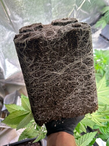 Growreport Bild 46