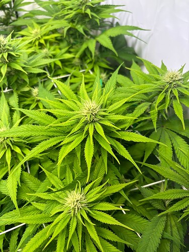 Growreport Bild 3
