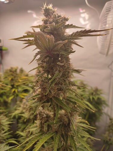 Growreport Bild 5