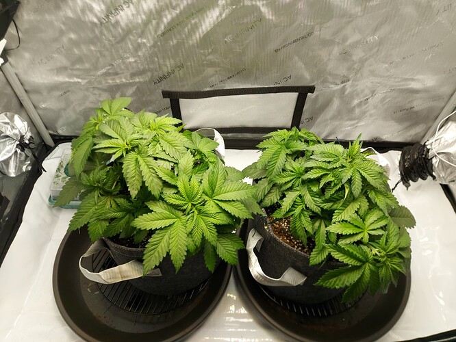 Growreport Bild 8