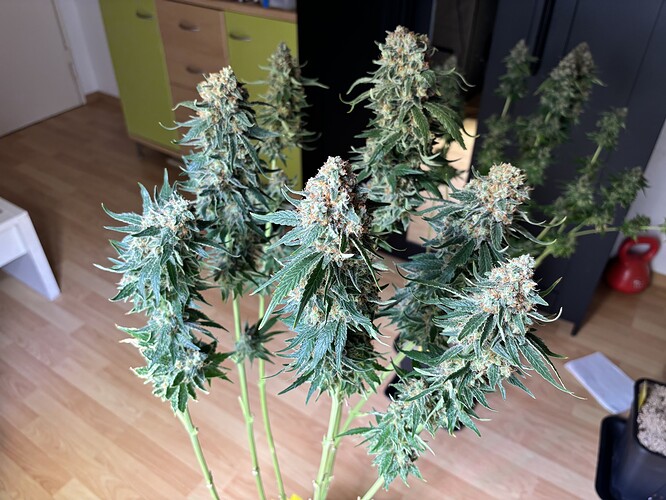 Growreport Bild 82
