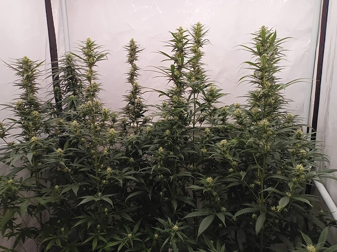 Growreport Bild 19