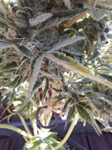 Growreport Bild 1