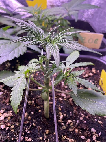 Growreport Bild 15