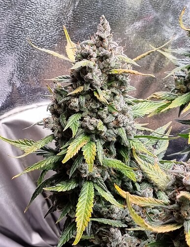 Growreport Bild 38