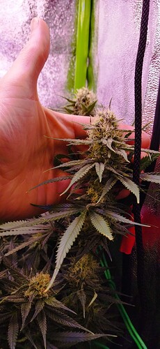 Growreport Bild 3