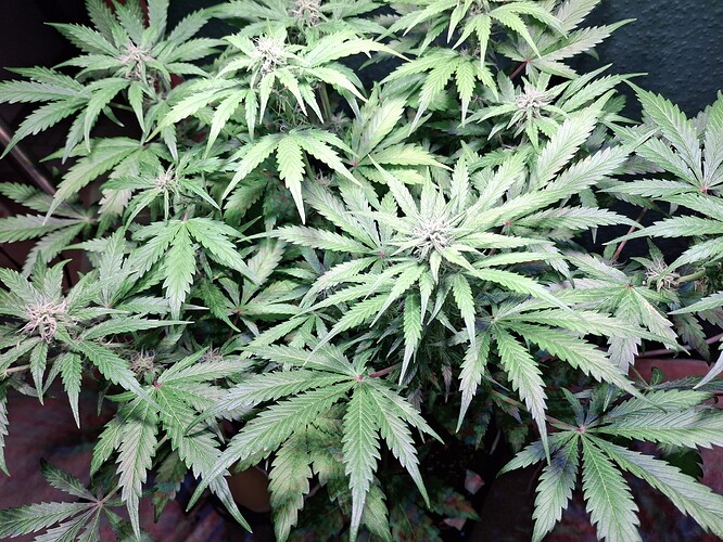 Growreport Bild 8