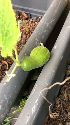 Growreport Bild 57