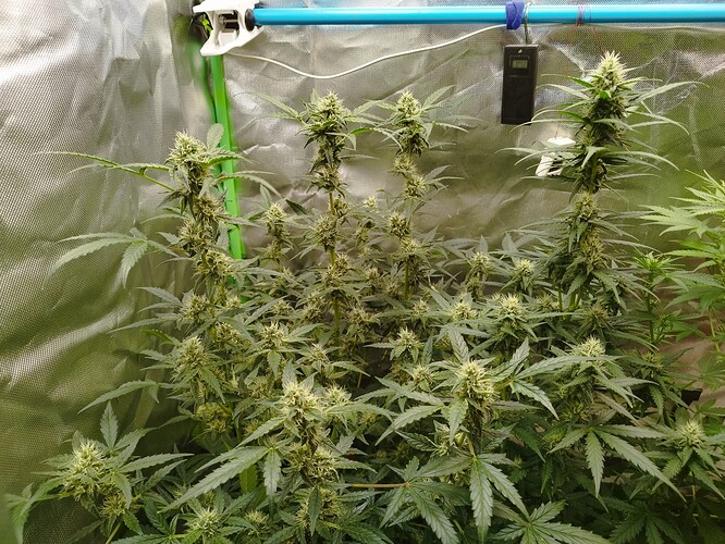 Mehrere blühende Cannabispflanzen in einem Zelt, mit sichtbaren Blütenständen und Blättern.