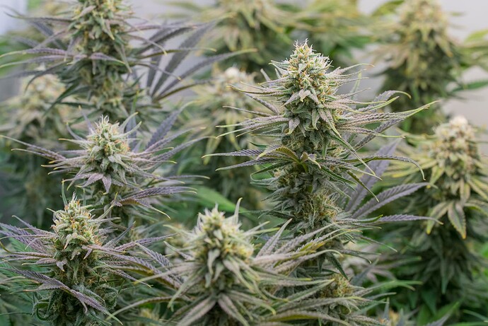 Growreport Bild 7