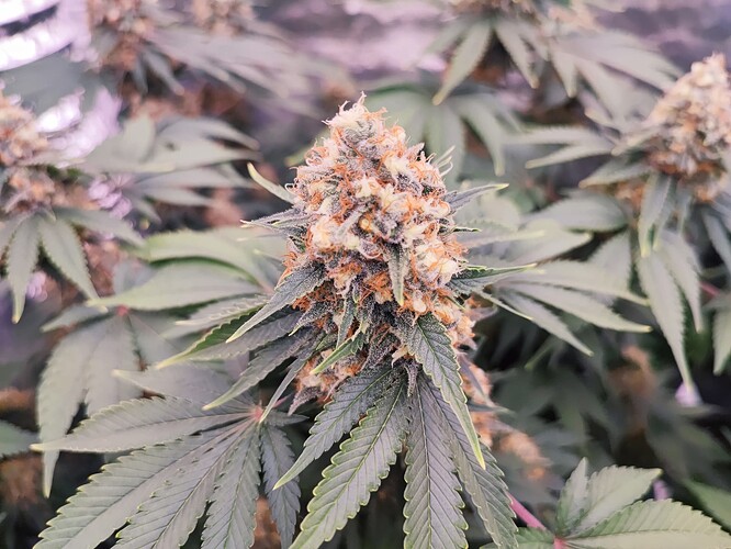 Growreport Bild 13