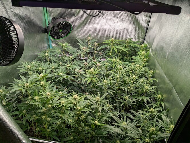 Growreport Bild 3