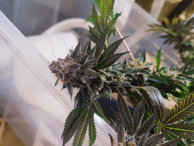 Growreport Bild 79