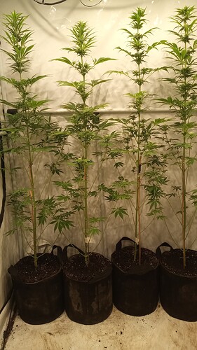 Growreport Bild 12