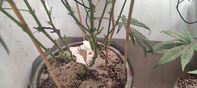 Growreport Bild 32