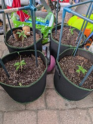 PXL_20250614_170032010.MP