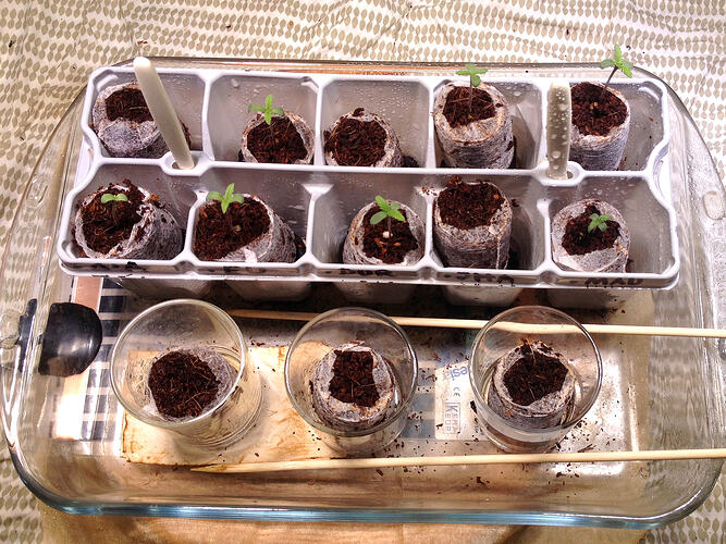 Grow26_0510_4