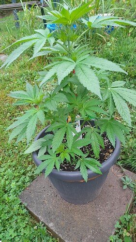 Growreport Bild 7
