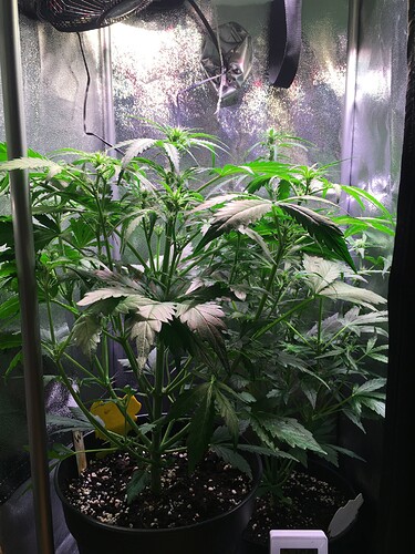Growreport Bild 4