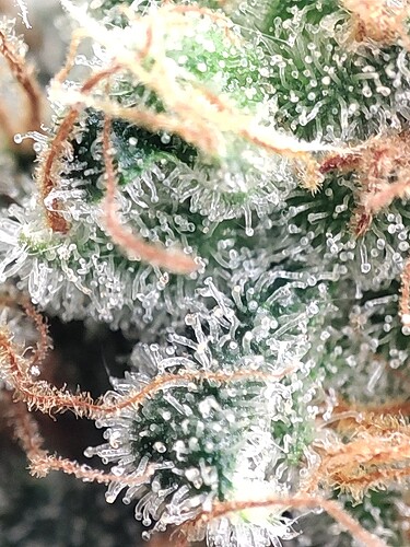 Growreport Bild 70