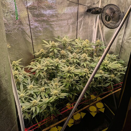 Growreport Bild 1