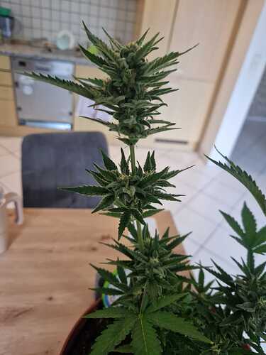 WhatsApp Image 2024-06-27 at 18.04.14 (3)