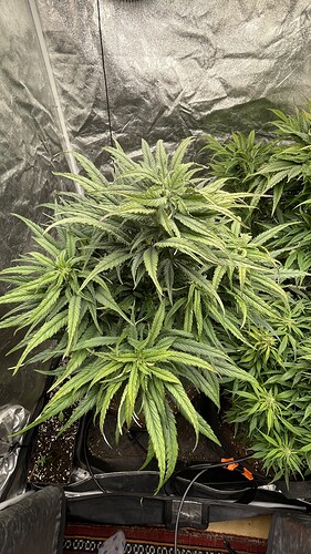 Eine Cannabis-Pflanze in der Blütephase in einem Growzelt, von oben fotografiert.