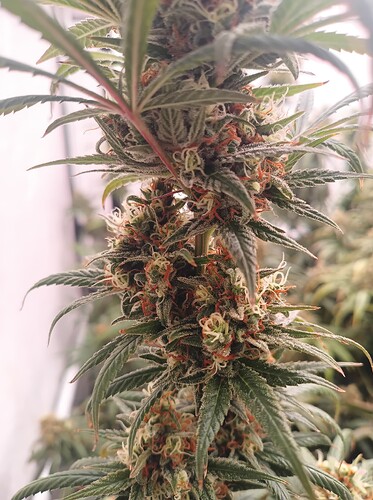 Growreport Bild 8