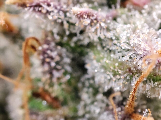 Growreport Bild 39