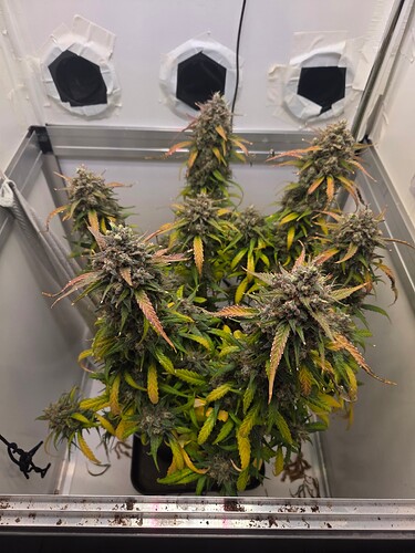 Growreport Bild 1