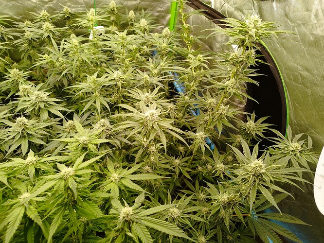 Mehrere blühende Cannabispflanzen in einem Zelt, mit sichtbaren Blütenansätzen und Fächerblättern.