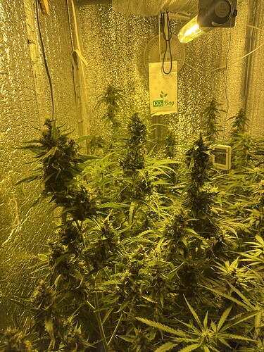Growreport Bild 1