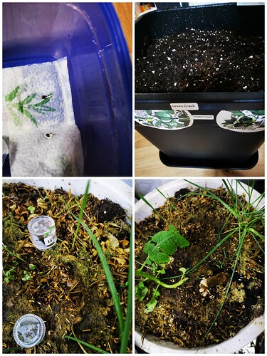 Collage_20250218_172803