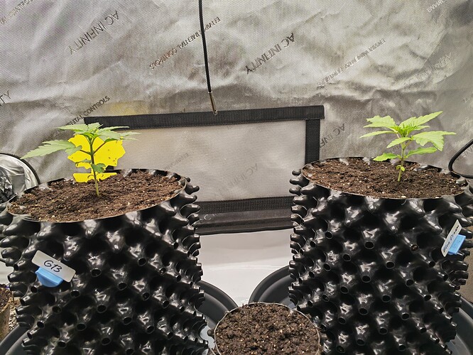 Growreport Bild 3