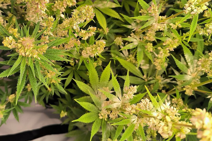 DSC00074 (1)123jfjgkh