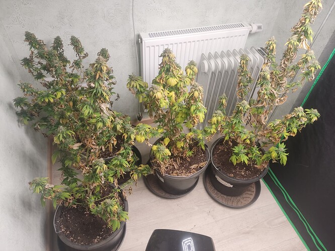 Growreport Bild 3