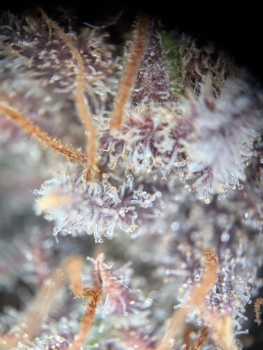 PXL_20241017_154545415.MP