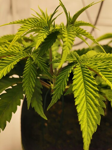 Growreport Bild 7