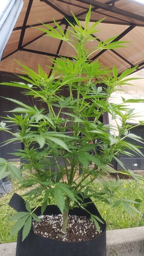 Growreport Bild 7
