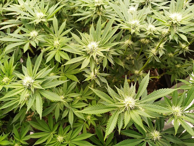 Growreport Bild 15