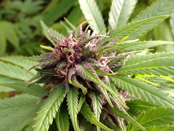 Grow25_1013b_06