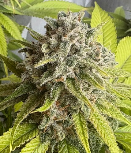 Growreport Bild 11