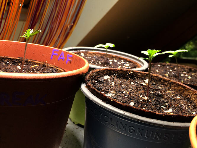 Grow26071209