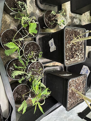 Growreport Bild 15