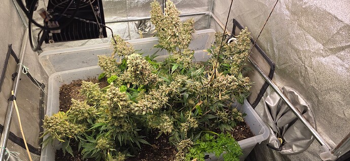 Growreport Bild 1