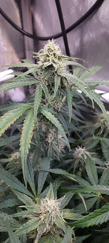 Growreport Bild 44