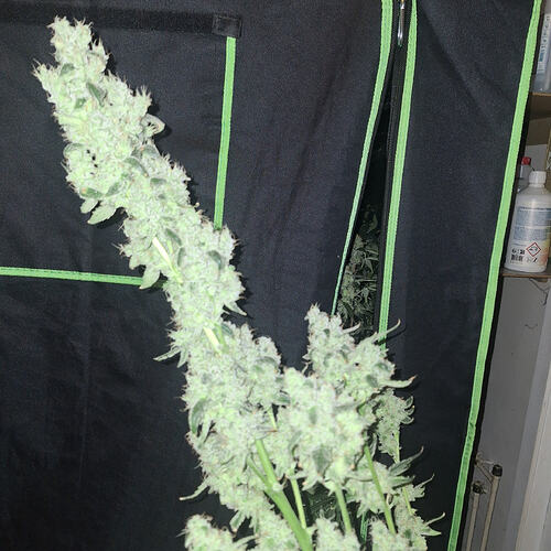 Growreport Bild 12