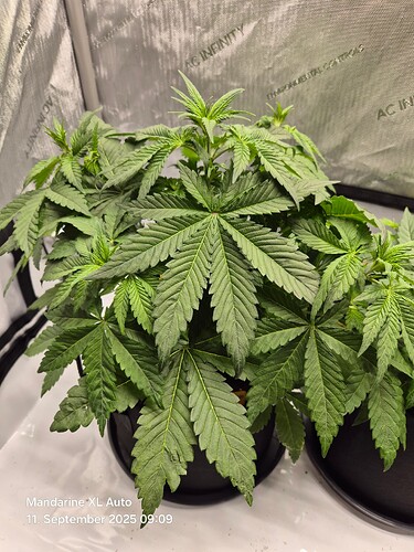 Growreport Bild 2
