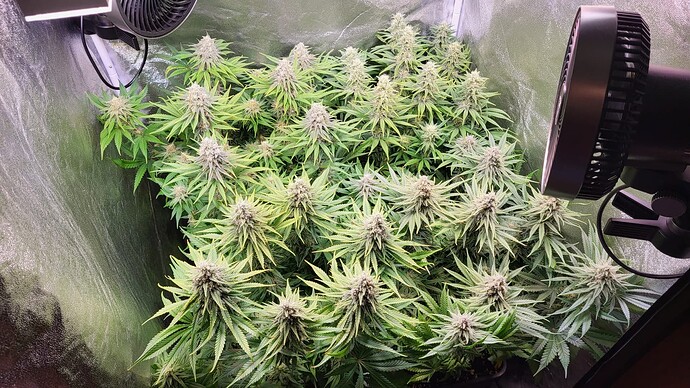 Growreport Bild 7